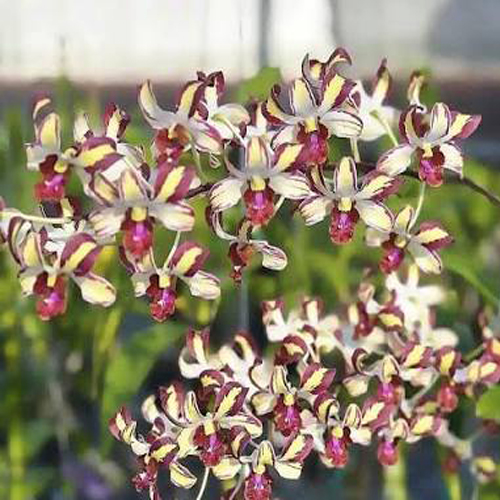 Dendrobium Tommy Splash 3-5 % Dendrobium Tommy Splash 3-5 %